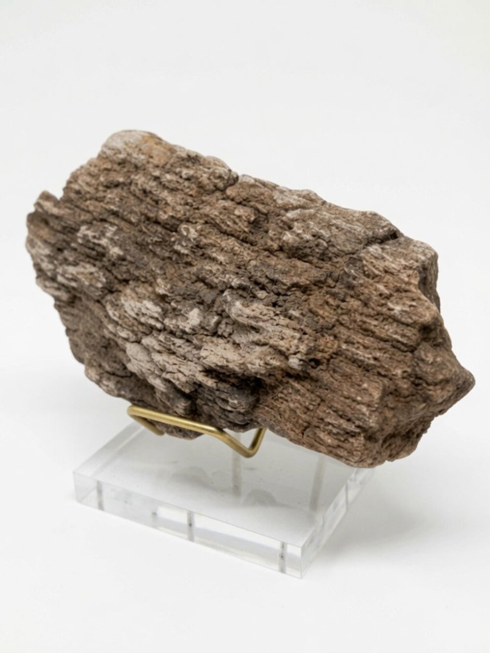 Decorative Petrified Tuskaloosan Arkansas Petrified Wood Specimen w/Display